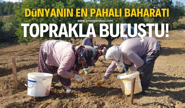 Dünyanın en pahalı baharatı toprakla buluştu!