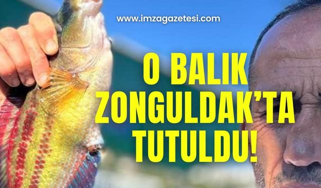 O balık Zonguldak’ta tutuldu!