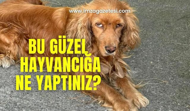 Başkan Kantarcı o köpek için paylaşımda bulundu!