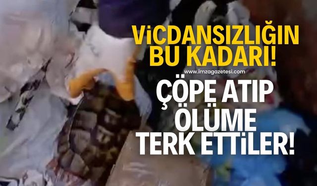 Vicdansızlığın bu kadarı! Canlı canlı çöpe atıp ölüme terk ettiler...