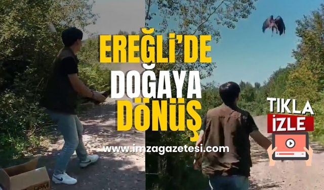 Ereğli'de Doğaya Dönüş! Yaralı Şahin Yeniden Kanatlandı...