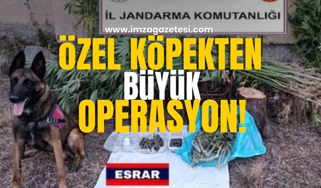 Jandarma, 147 Kök Kenevir ve Uyuşturucu Madde Ele Geçirdi!