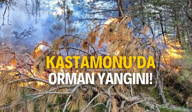 Kastamonu'da orman yangını!