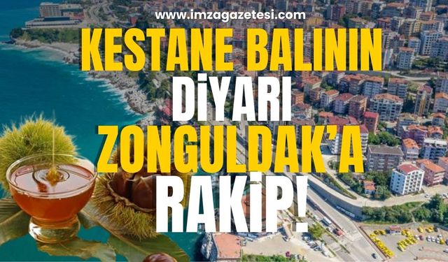 Kestane balının diyarı Zonguldak'a rakip!