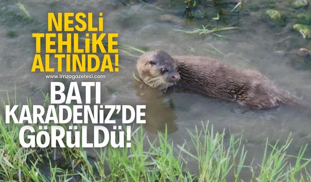 Nesli tehlike altında olan su samuru, Batı Karadeniz'de görüldü!