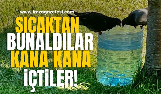 Sıcaktan bunalınca kana kana içtiler!