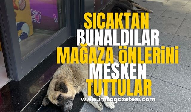 Sıcaktan bunalınca mağaza girişini mesken tuttular!