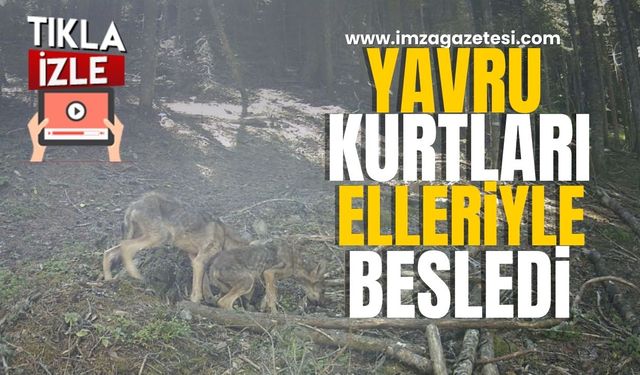 Yavru kurtları elleriyle besliyor...