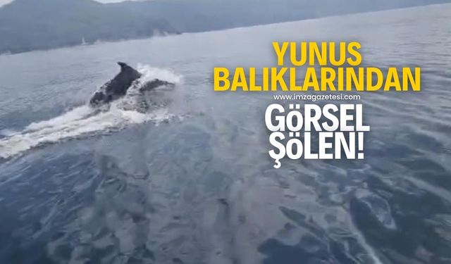 Yunus balıklarından görsel şölen!