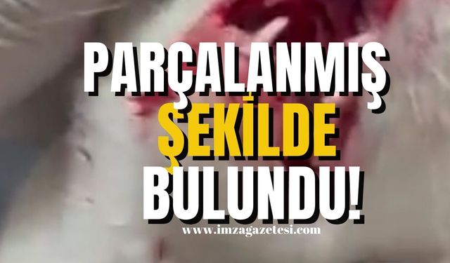 Çenesi parçalanmış şekilde bulundu!