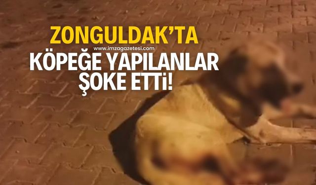 Zonguldak’ta bir mide bulandırıcı olay! Köpeğe yapılanlar şok etti