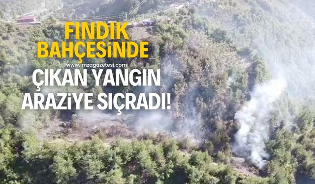 Zonguldak'ta fındık bahçesinde çıkan yangın araziye sıçradı!