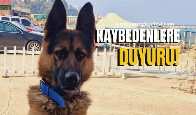 Alman kurdu Kozlu Sahilinde! Kaybedenlere duyuru!