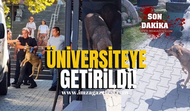 Üniversiteli köpekler üniversiteye getirildi!