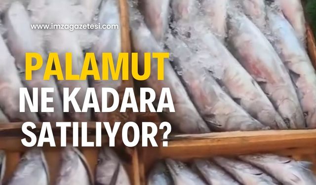 Zonguldak'ta Palamut tezgahlarda ne kadar?