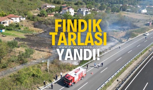 Fındık tarlasında yangın!