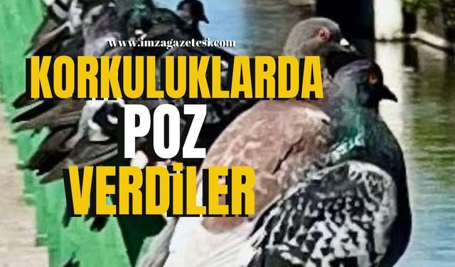 Korkuluklarda poz verdiler!