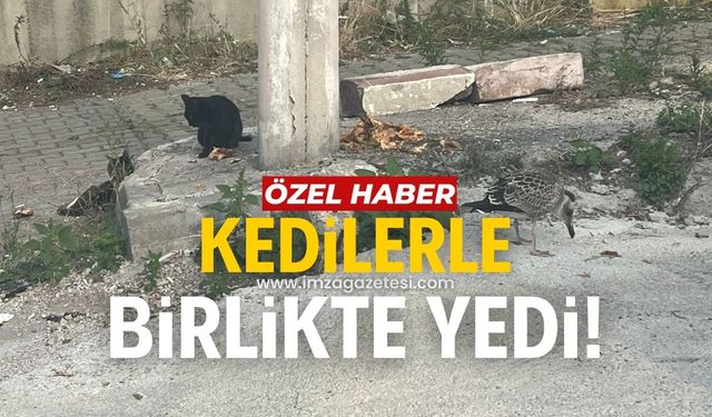 Tepebaşı Mahallesinde martı ve kediler birlikte besleniyor!