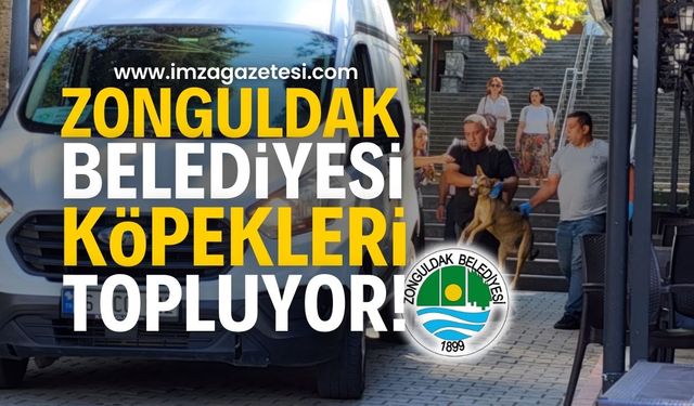 Zonguldak Belediyesi Sokak Köpeklerini Topladı! Hayvanseverlerden Tepki