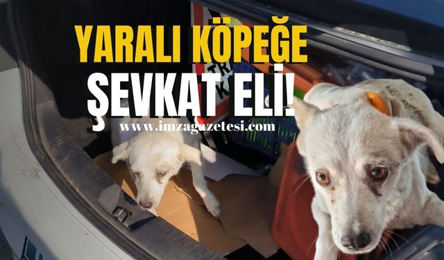 Polislerden Hayat Kurtaran Müdahale! Yaralı Köpeğe Şefkat Eli...