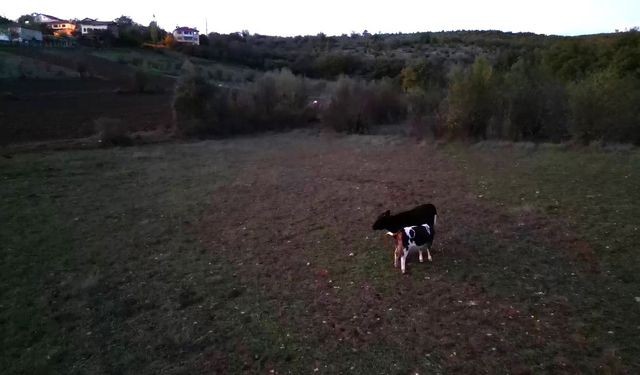 Kayıp hayvanlar dronla bulundu