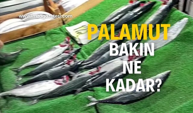 Palamut az geldi, bakın ne kadar?