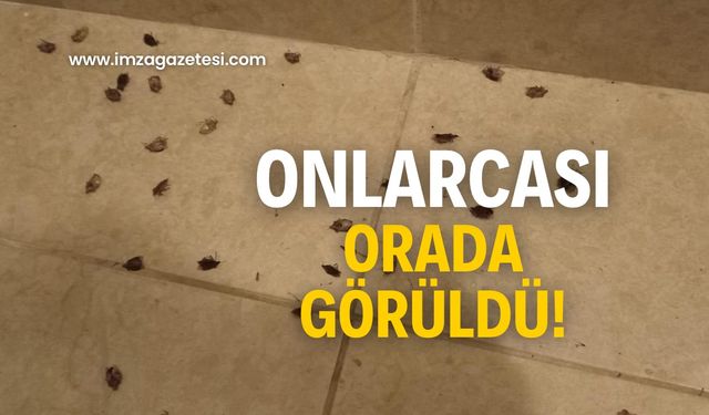 Onlarcası orada görüldü! Vatandaşa uyarıda bulundu