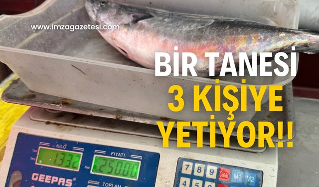 1 tane 1,5 Kg geliyor! Fiyat yüksek ilgi var