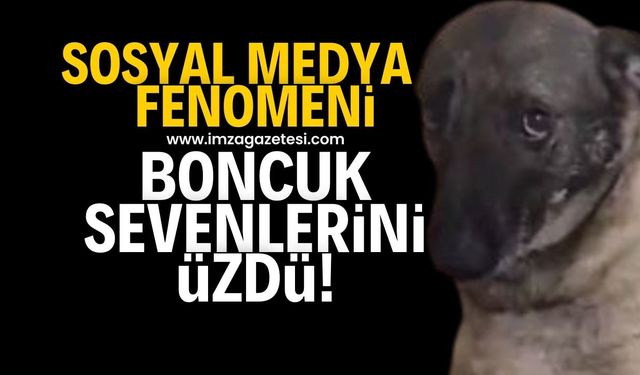 Fenomen köpek boncuk, sevenlerini üzdü!