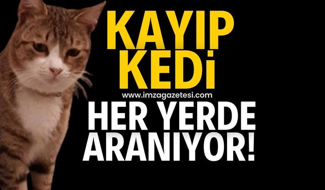 Kayıp kedi her yerde aranıyor!