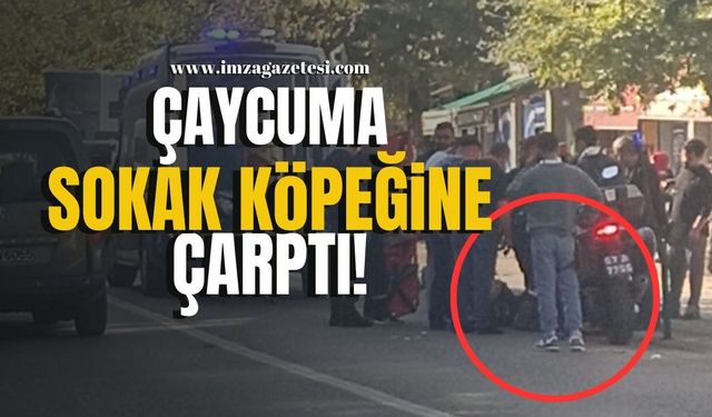 Motosikletli Kurye, Çaycuma'da Sokak Köpeğine Çarptı!