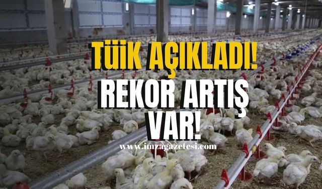 Tavuk Eti ve Yumurta Üretiminde Rekor Artış! O etin satışında gerileme!