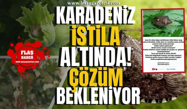 Zonguldak, Düzce, Giresun, Ordu, Samsun, Trabzon ve Rize... Karadeniz istila altında!