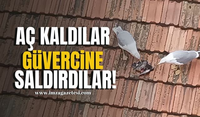 Zonguldak'ta Aç Kalan Martılar, Güvercinlere Saldırdı