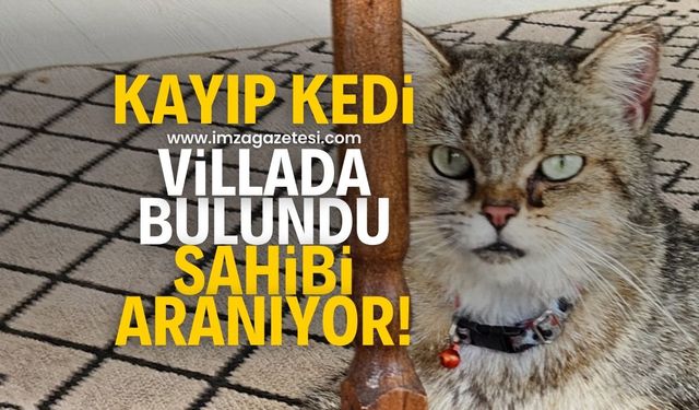 Zonguldak'ta kayıp kedi villada bulundu! Sahibi aranıyor