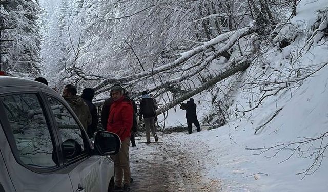 Ağaç yola devrildi!