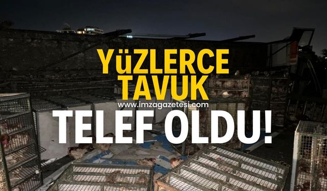 Beypiliç kamyonu kaza yaptı yüzlerce tavuk telef oldu