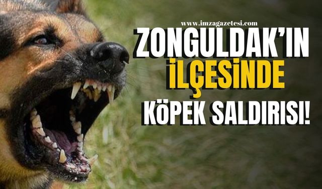 Zonguldak'ın ilçesinde köpek saldırısı!