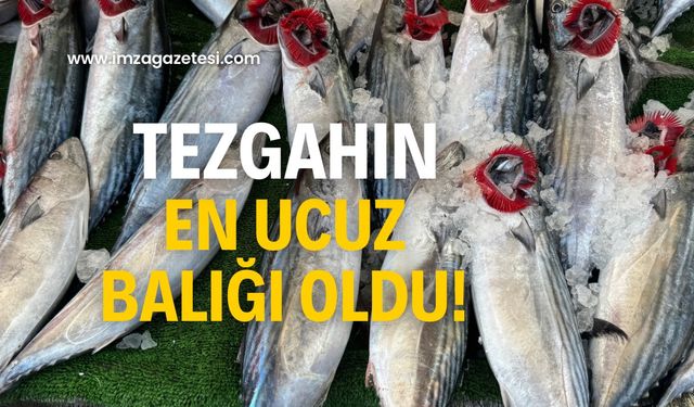 Tezgahın en ucuz balığı oldu!