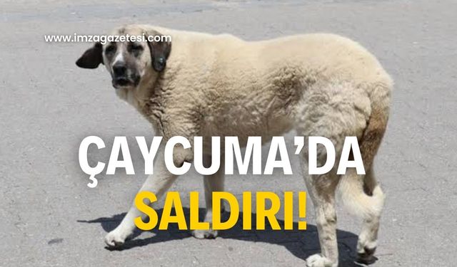 Çaycuma’da saldırı! Son anda canını kurtardı