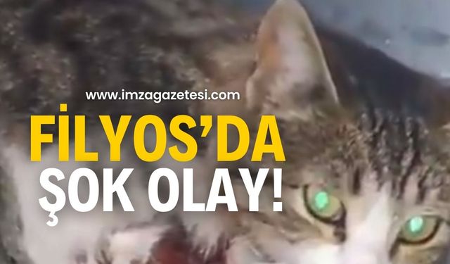 Filyos’da olay! Ayağı kesilmiş halde bulundu