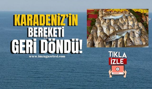 Kestane Karası Bitti, Karadeniz’in Bereketi Geri Döndü!