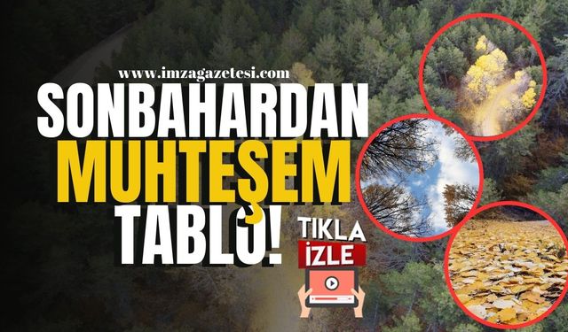 Yeşil, sarı, turuncu, kahverengi doğanın renkleri Bolu ormanında... Sonbahardan muhteşem tablo | Bolu Haber