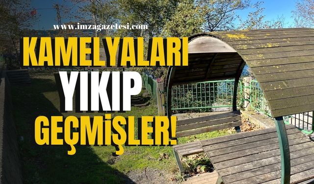 Kamelyaları yıkıp geçmişler!