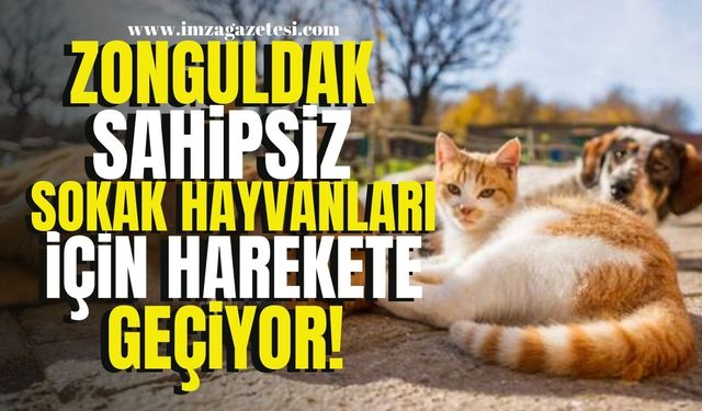 Zonguldak, Sahipsiz Hayvanlar İçin Harekete Geçiyor!