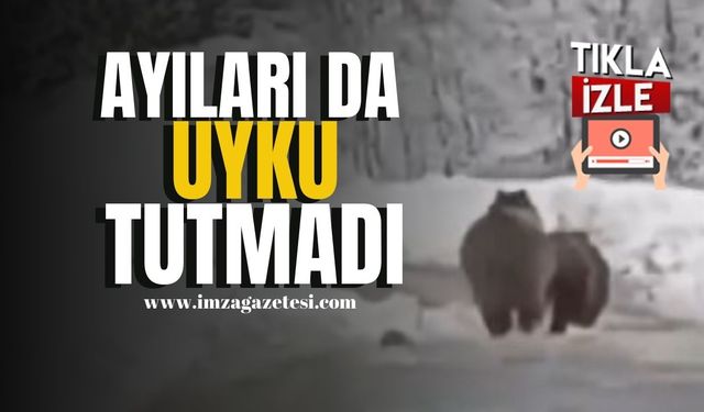 Ayıları da uyku tutmadı... | Kastamonu Haber