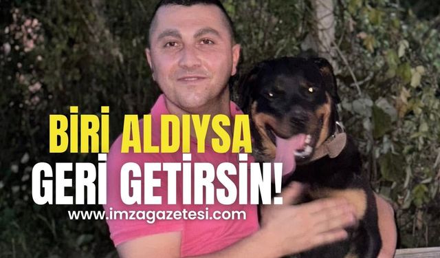 Rotvaydır cinsi köpek kayboldu!