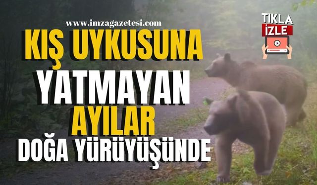 Kış Uykusuna Yatmayan Ayı Fotokapana Yakalandı... | Düzce Haber