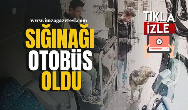 Sokak Köpeği, Otobüse Sığındı! O Anlar Kameraya Yansıdı! | Karabük Haber