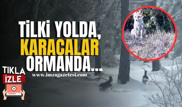 Tilki Yolda, Karacalar Ormanda... | Karabük Haber